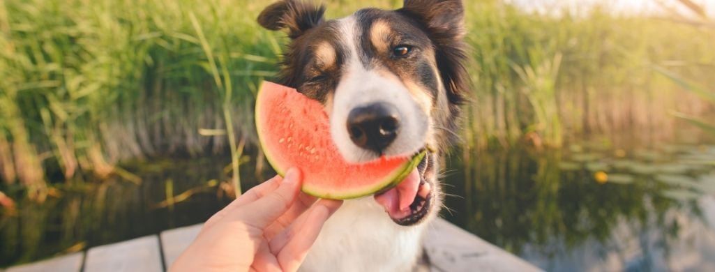 dog eating fruit