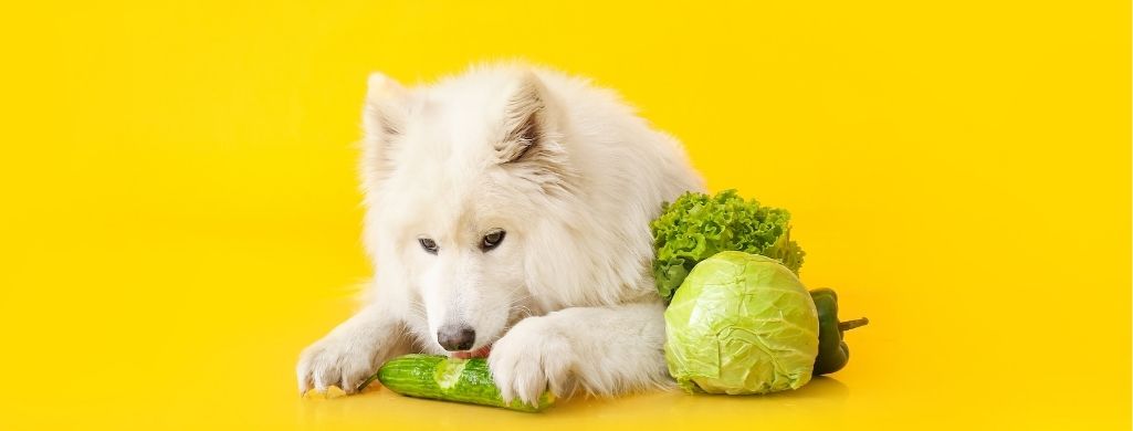 dog eating veggie