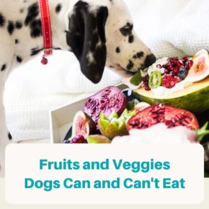 fruits and veggies dog can and can't eat