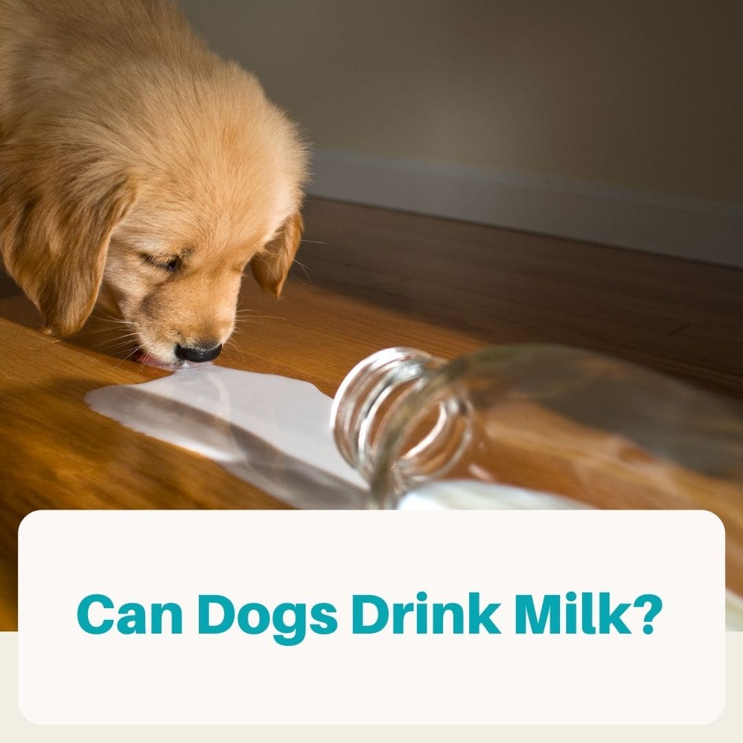 can dogs drink milk