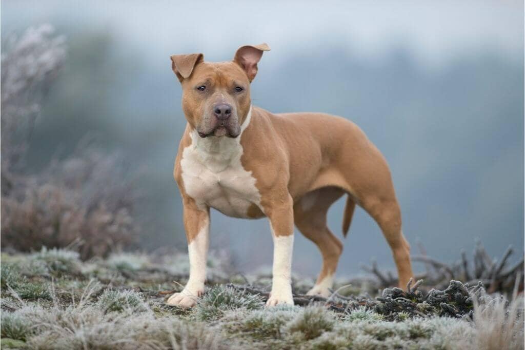 American Staffordshire Terrier 