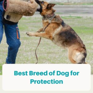 Best Breed of Dog for Protection