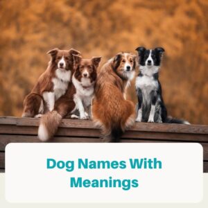 list of dogs name featured