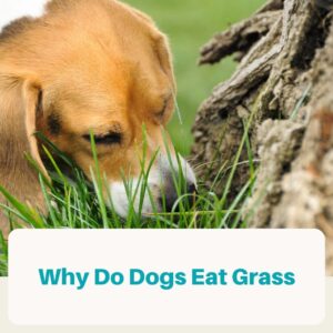 why do dogs eat grass