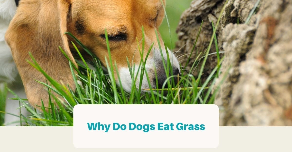Why Do Dogs Eat Grass and Is It Harmful? - Best Dog Resources