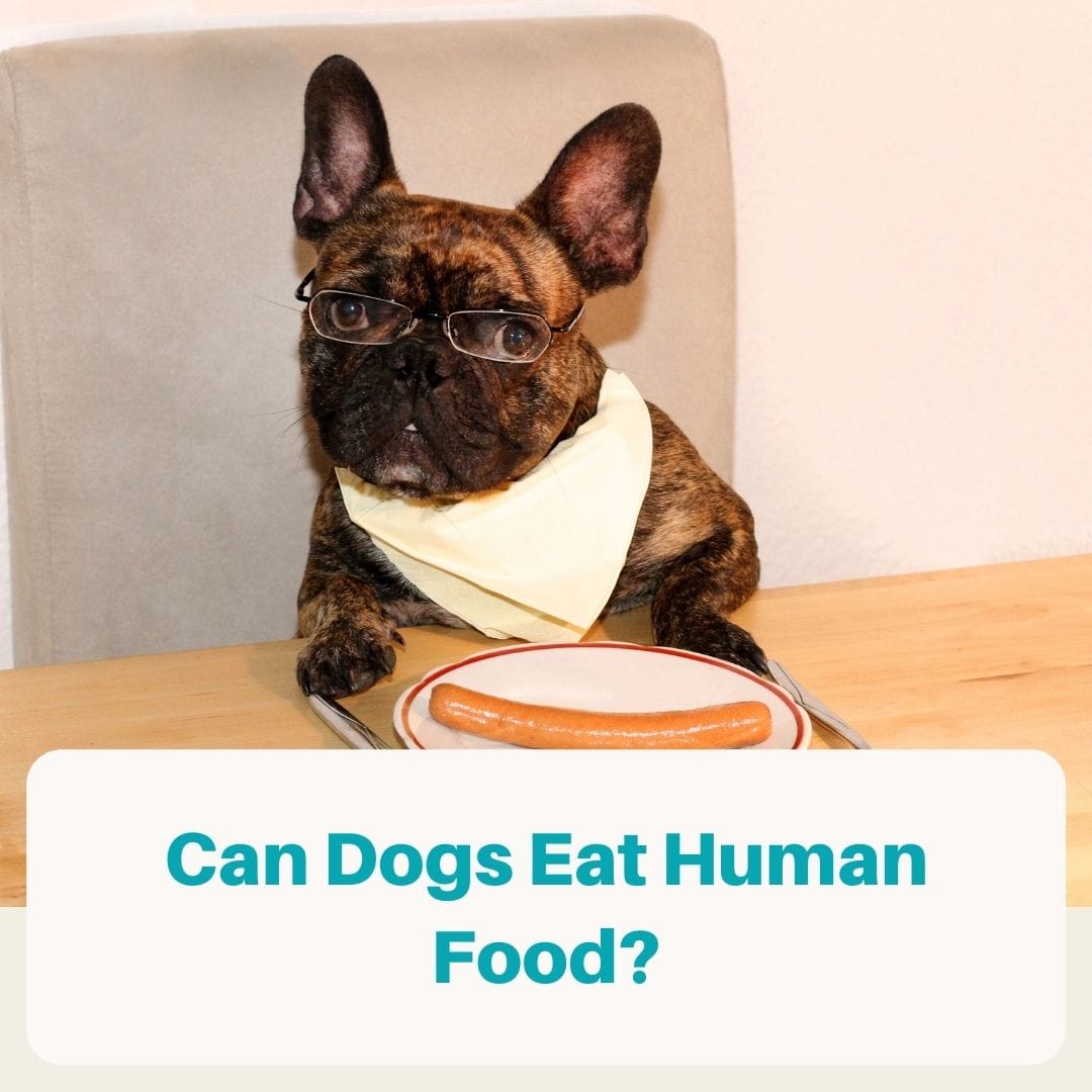 can dogs eat human food