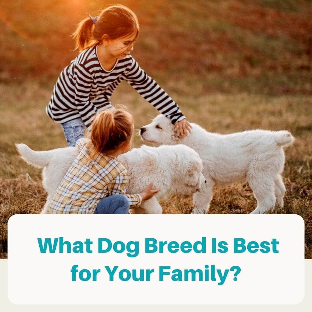 Best Dog Breed for Family and Kids