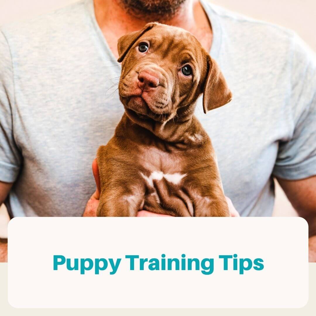 Puppy Training tips