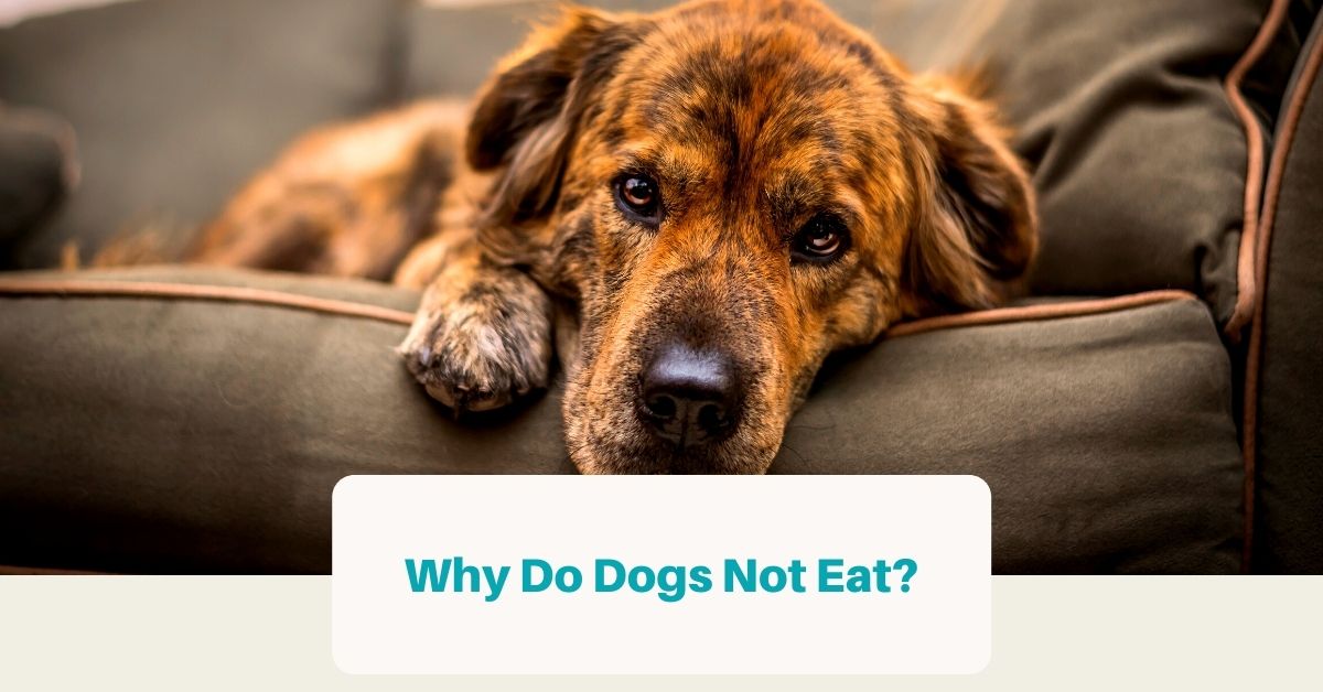 Why Do Dogs Not Eat? (Explained For Beginners)