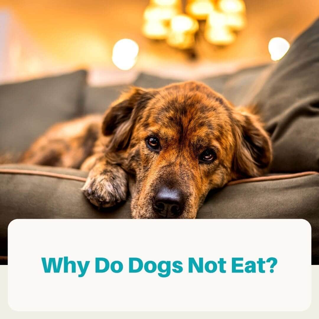 why do dogs not eat - featured