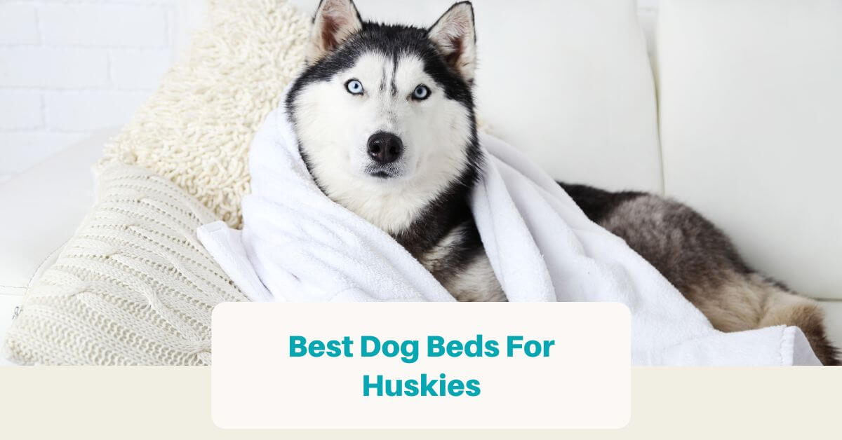 Top 10 Best Dog Beds For Huskies In 2023 (Quick Reviews)