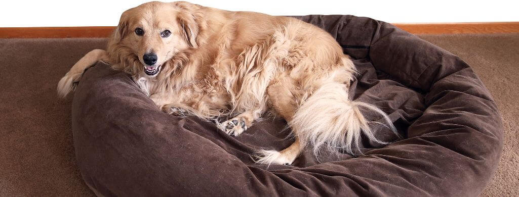 Best Dog Beds for Golden Retrievers