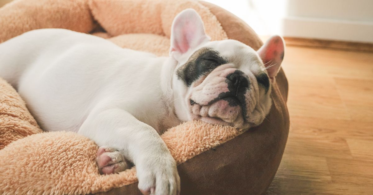 10 Best Beds for French Bulldogs (with Size Guide) Best Dog Resources