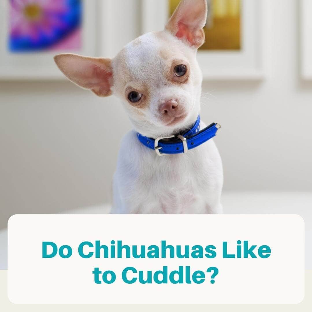 Do Chihuahuas Like to Cuddle (featured)