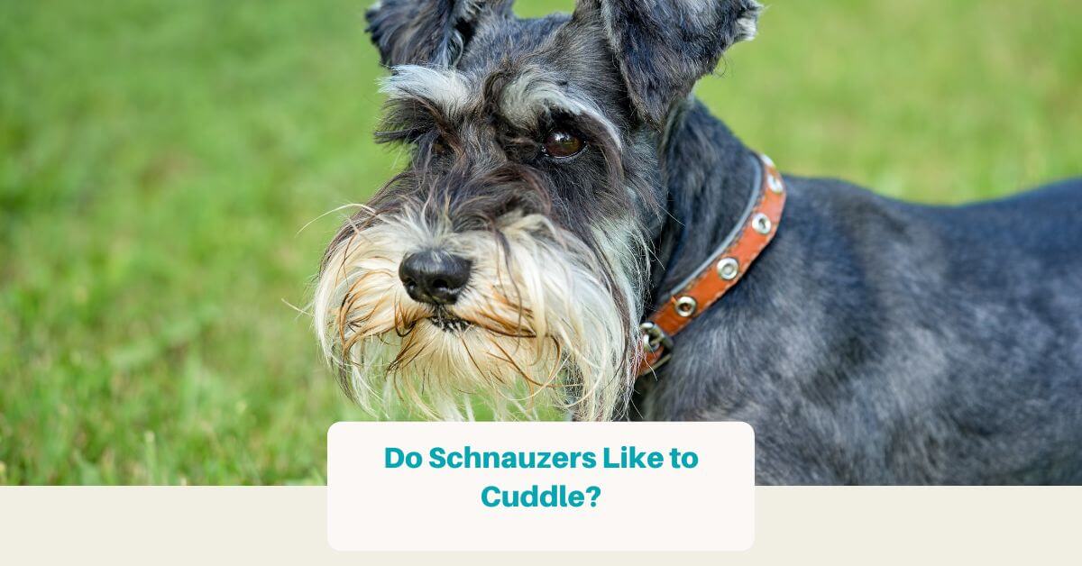 are standard schnauzers as cuddly as miniature schnauzer