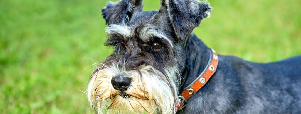 are miniature schnauzers cuddly