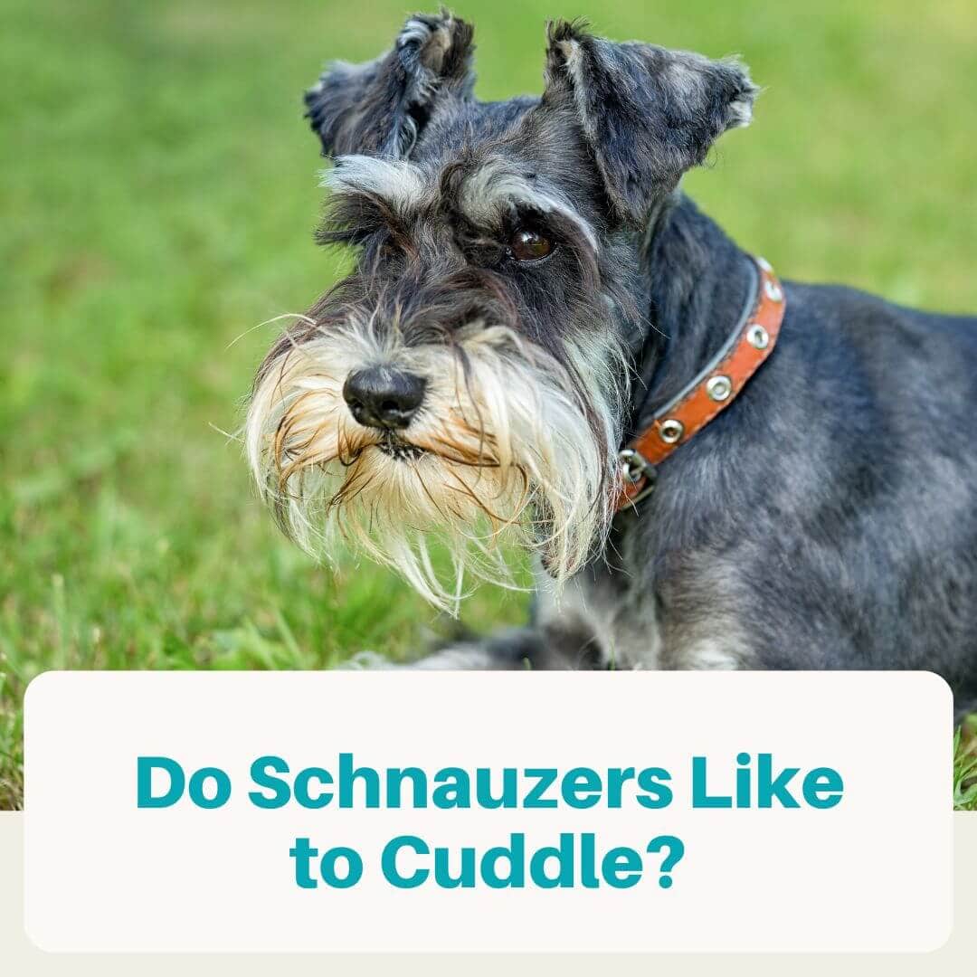 are standard schnauzers as cuddly as miniature schnauzer