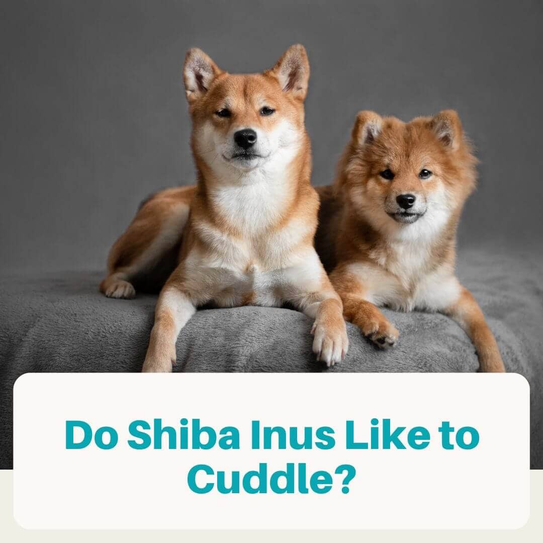 are shiba inus cuddly