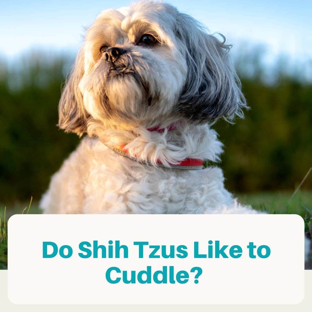 Do Shih Tzus Like to Cuddle (featured)