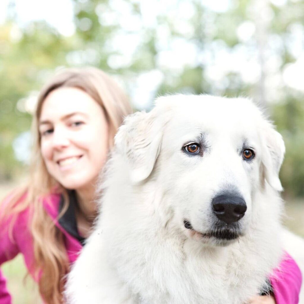 Do The Great Pyrenees Like To Cuddle? Are They Affectionate?