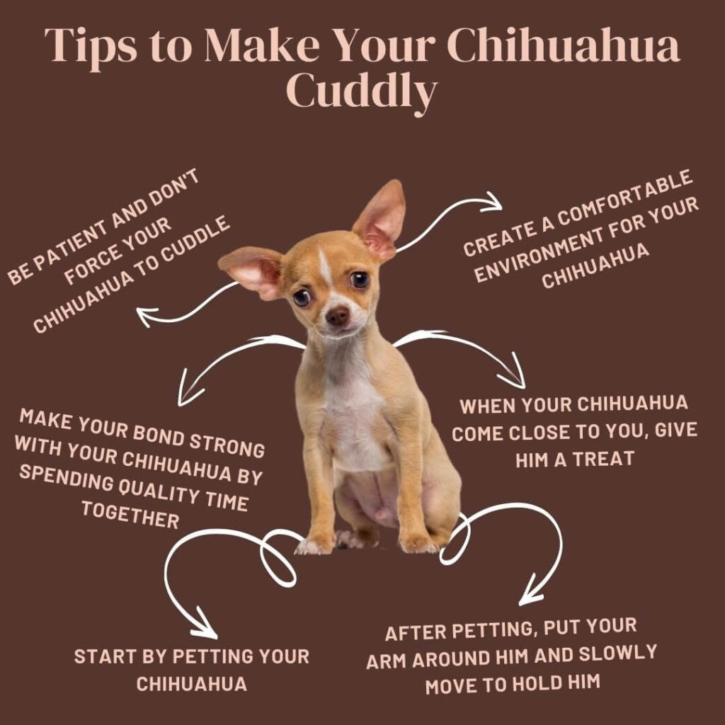 Tips to Make Your Chihuahua Cuddly