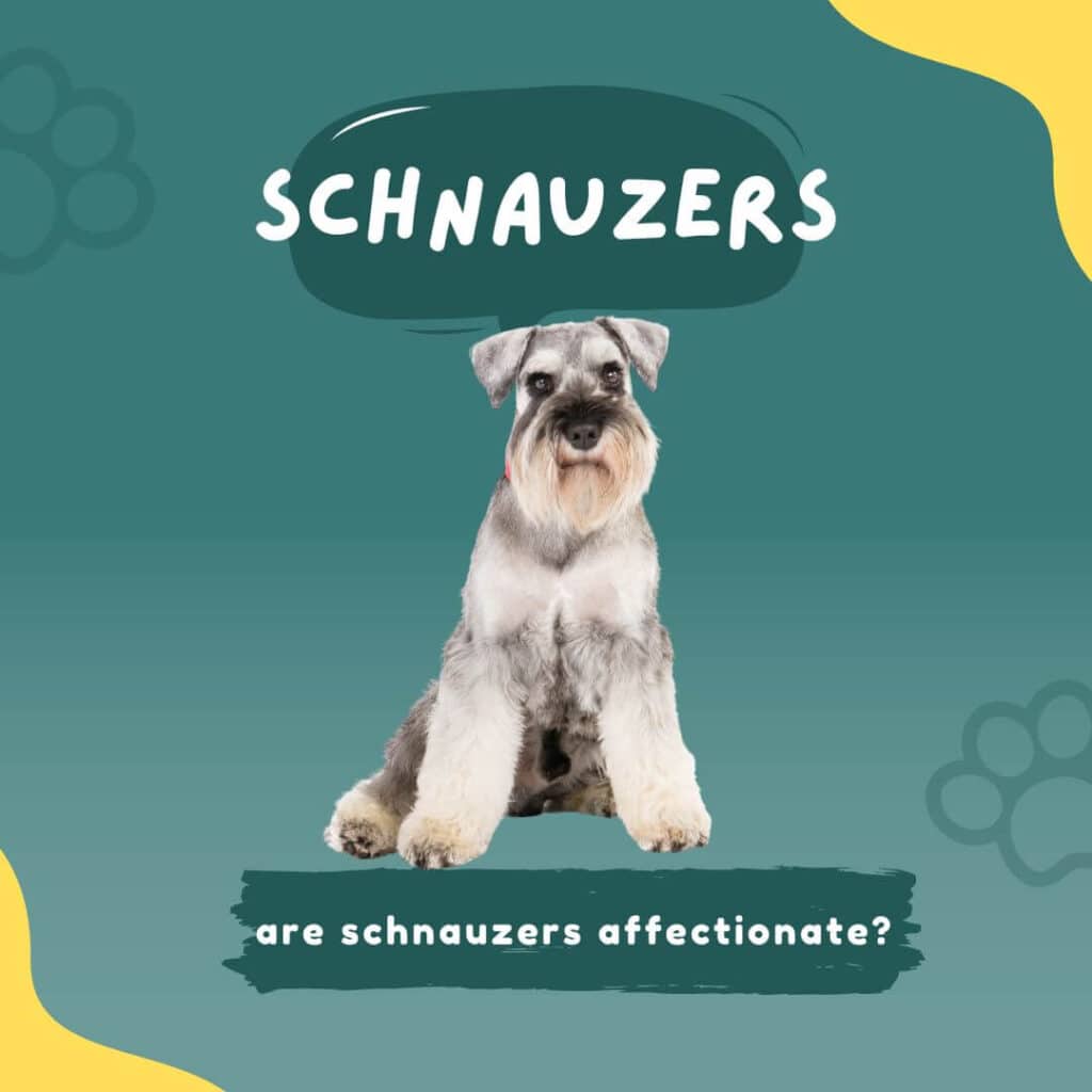 are miniature schnauzers cuddly