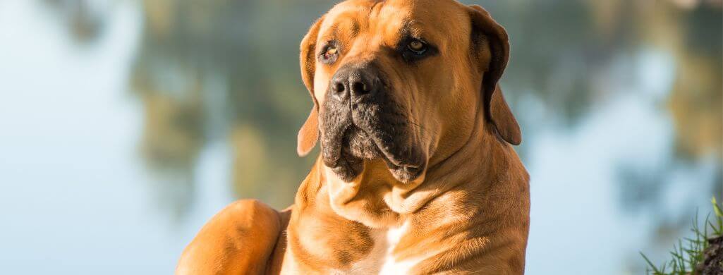 are-boerboels-cuddly-and-affectionate