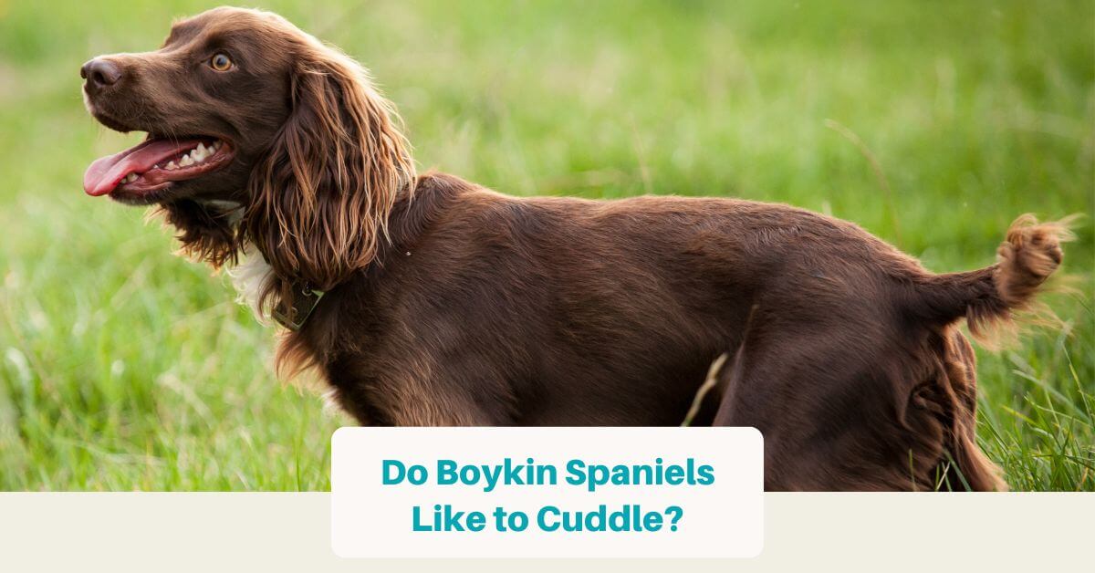 Are Boykin Spaniels Cuddly And Affectionate? (Quick Facts)