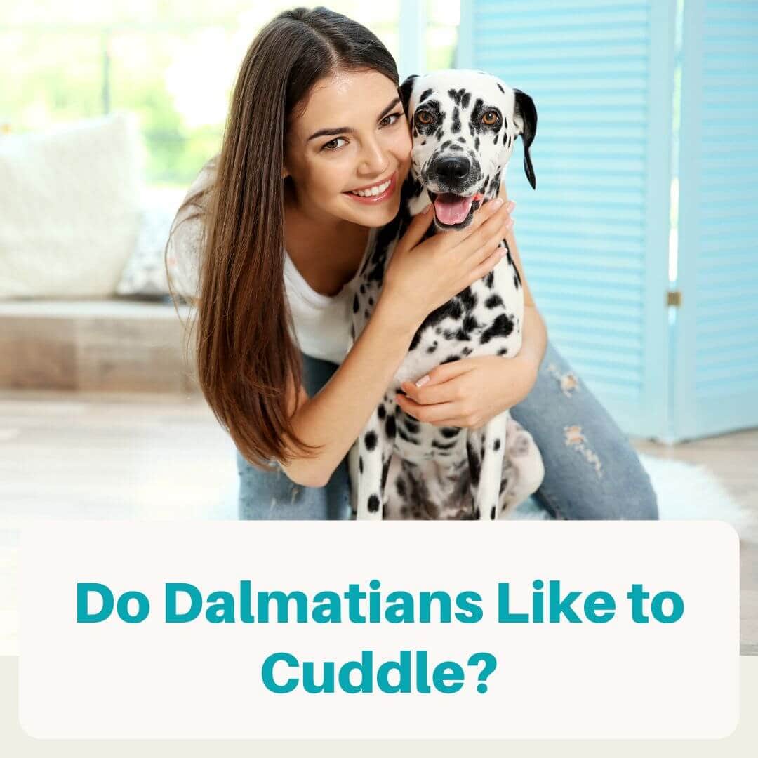Do Dalmatians Like to Cuddle
