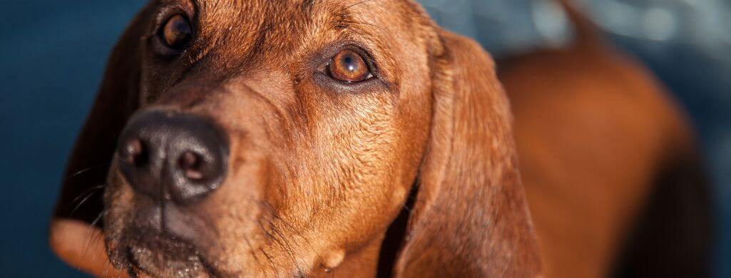 Do Redbone Coonhounds Like to Cuddle