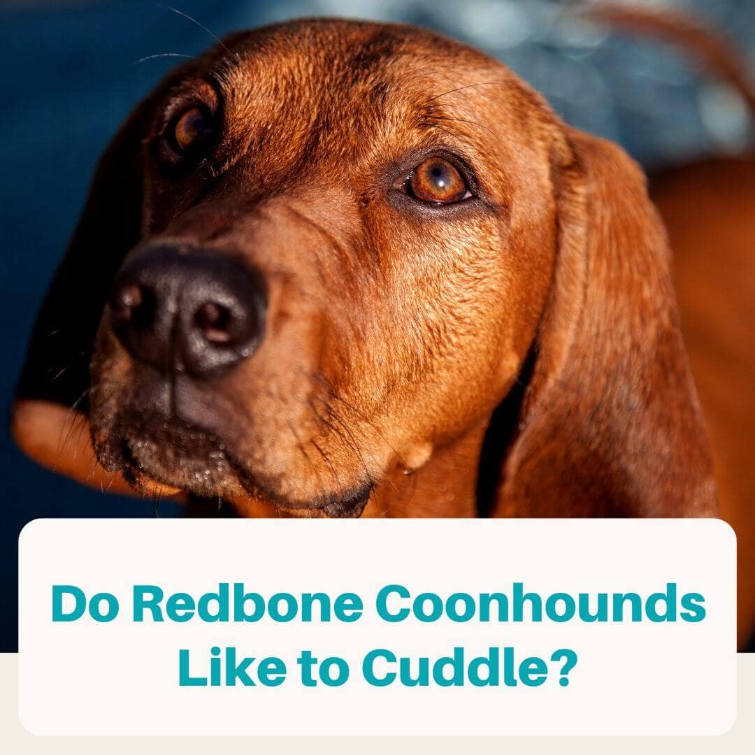 Do Redbone Coonhounds Like to Cuddle (featured)