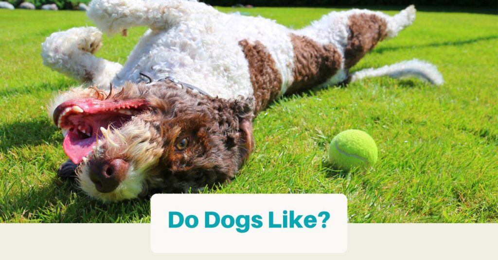 Dogs likes what? (resource page)