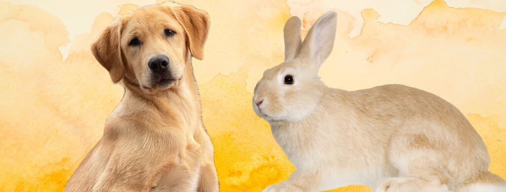Golden Retrievers and Rabbits 