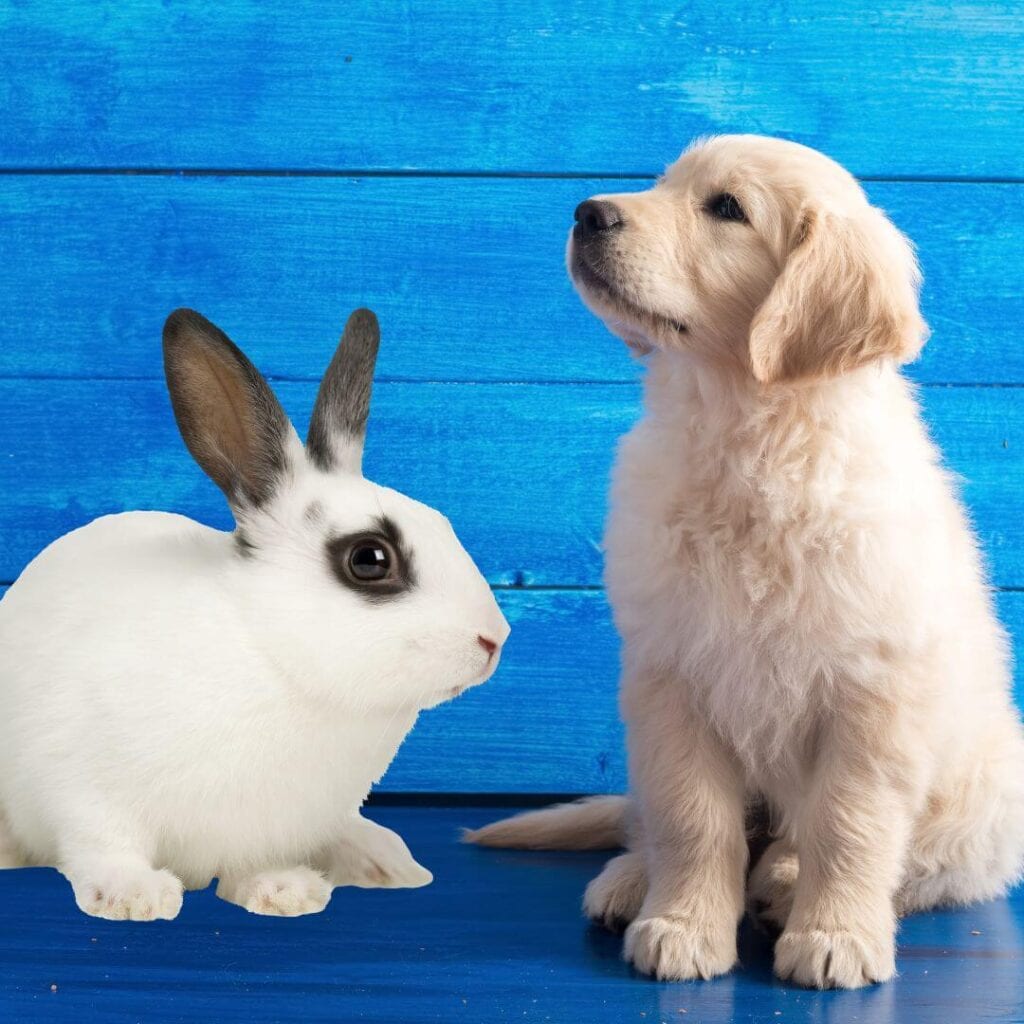 how to introduce golden retriever to rabbit