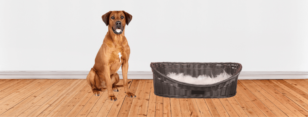 Best Dog Beds for Rhodesian Ridgebacks (cover)