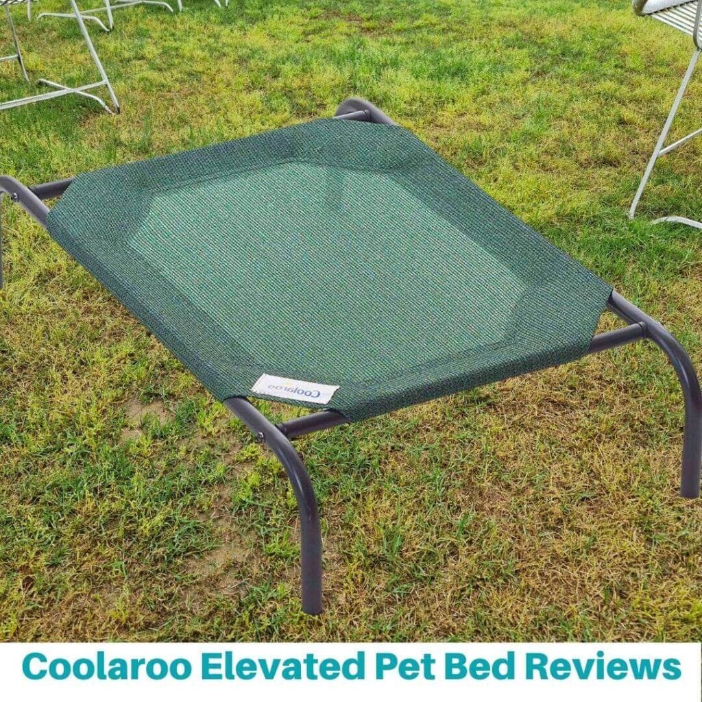 Fresh Look at Coolaroo Elevated Pet Bed Reviews Worth It Quick Guide
