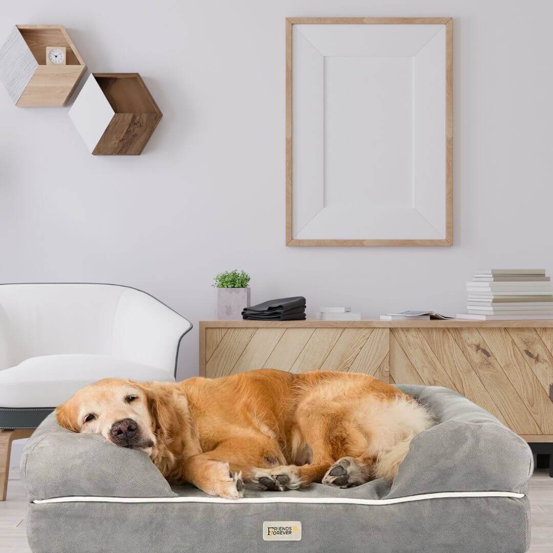 Friends Forever Dog Bed Review (Featured)