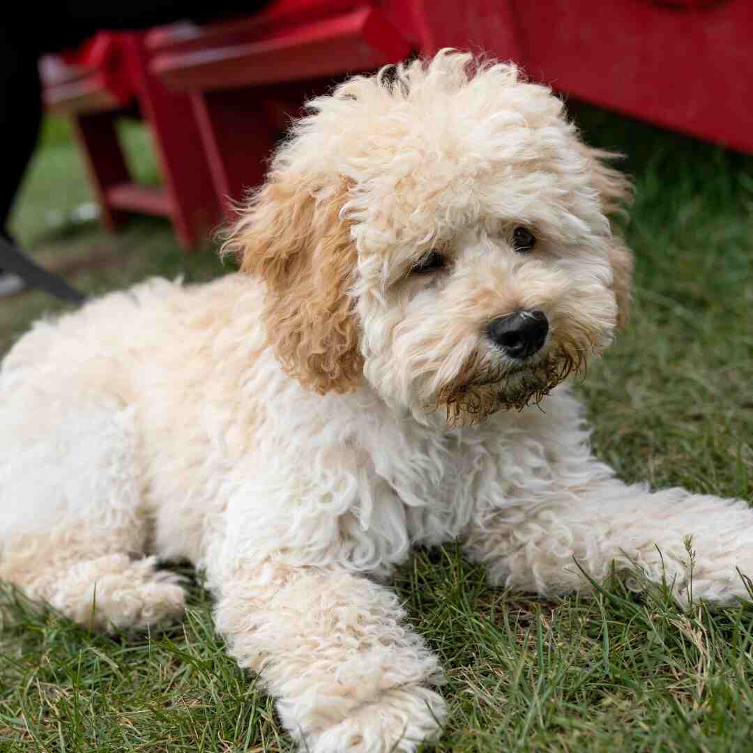 Best Dog Beds For Maltipoos In 2023 (Updated Reviews)