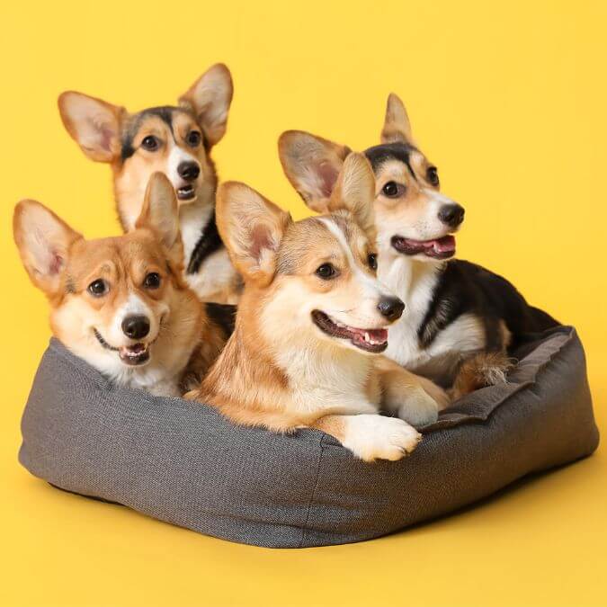 Best Dog Beds By Breed