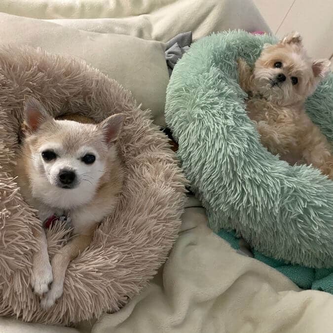 Best Dog Beds Comparisons