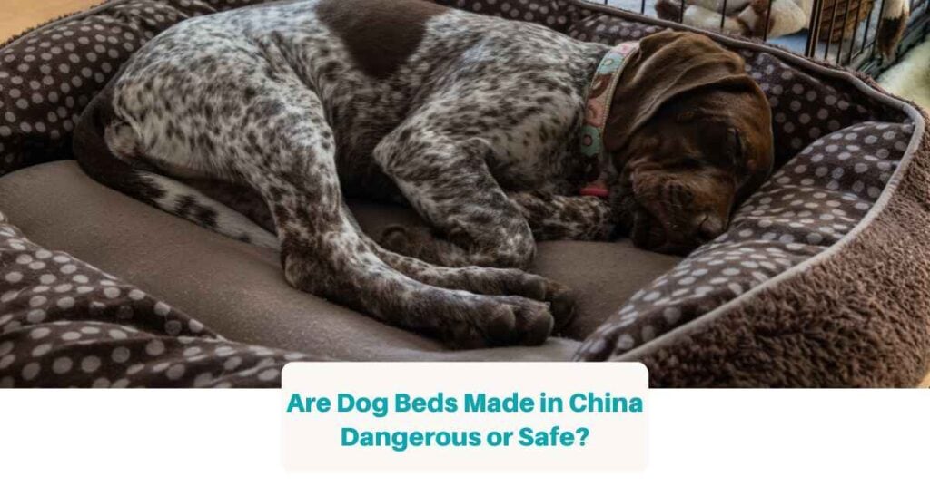 Are Dog Beds Made in China Dangerous or Safe