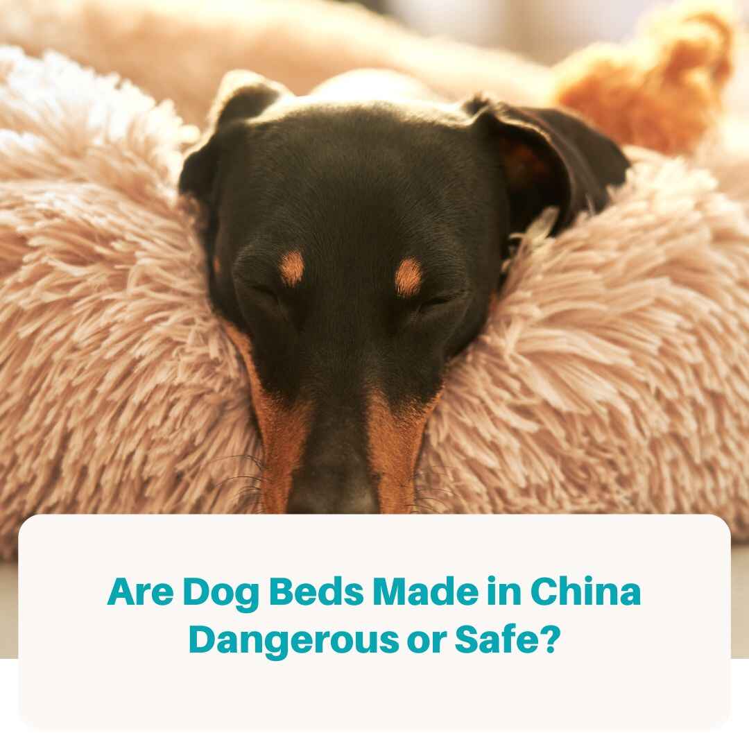 Are Dog Beds Made in China Safe?