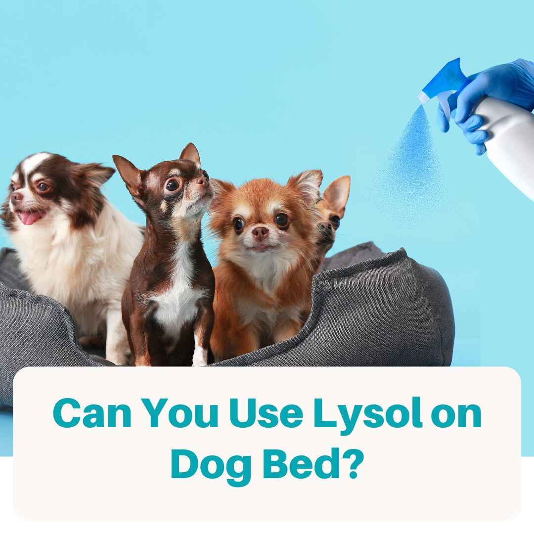 Can You Spray Lysol on Dog Beds