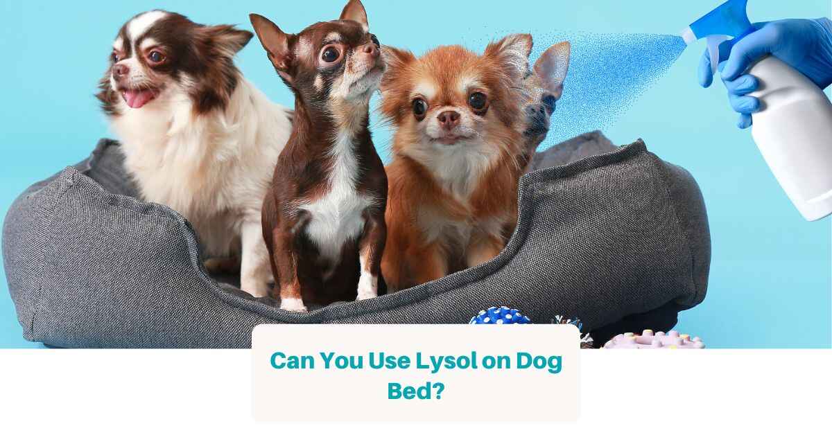 Can I Spray Lsol on Dog Bed? (Yes, with THESE Precautions) Best Dog