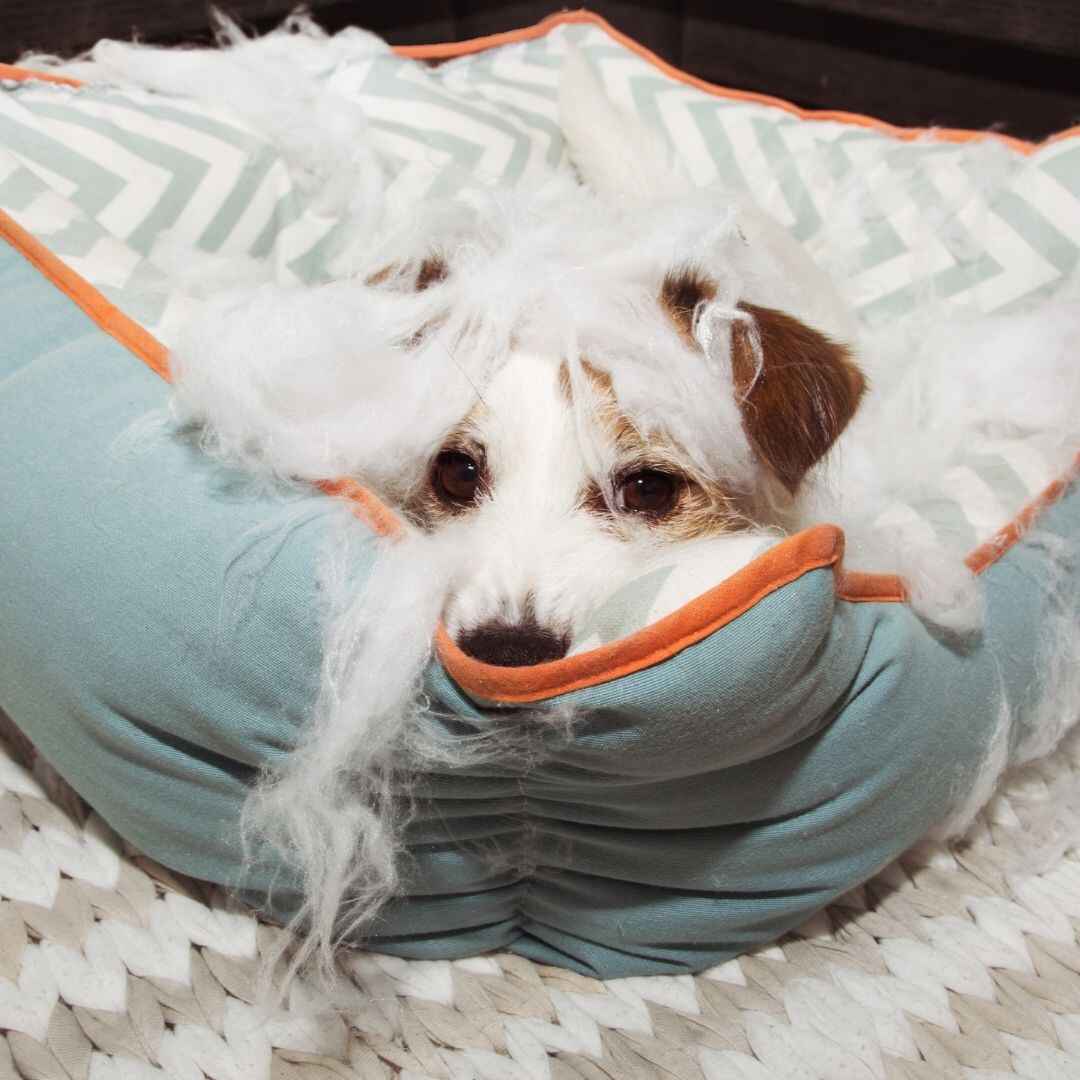 When & How Often Should You Replace Dog Beds? [Full Guide] Best Dog