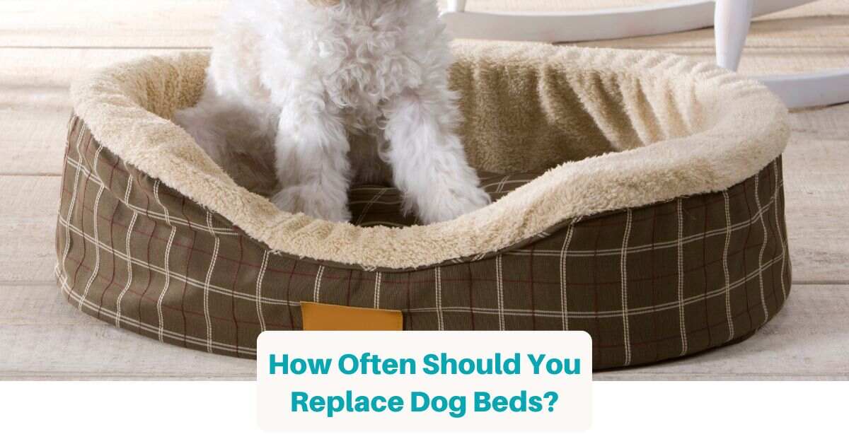 When & How Often Should You Replace Dog Beds? [Full Guide] Best Dog Resources