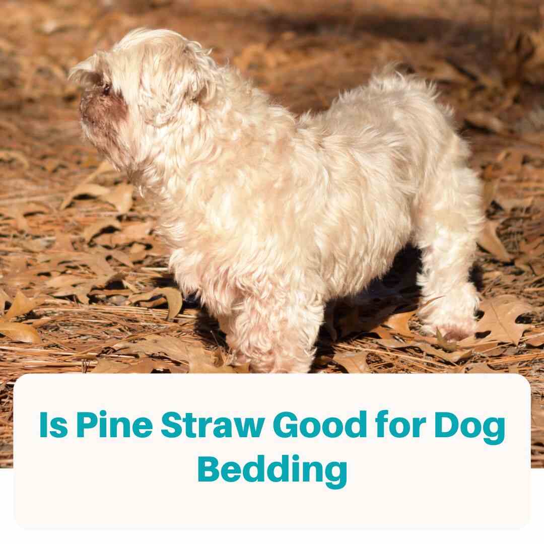 Pine Straw & Dog Bedding