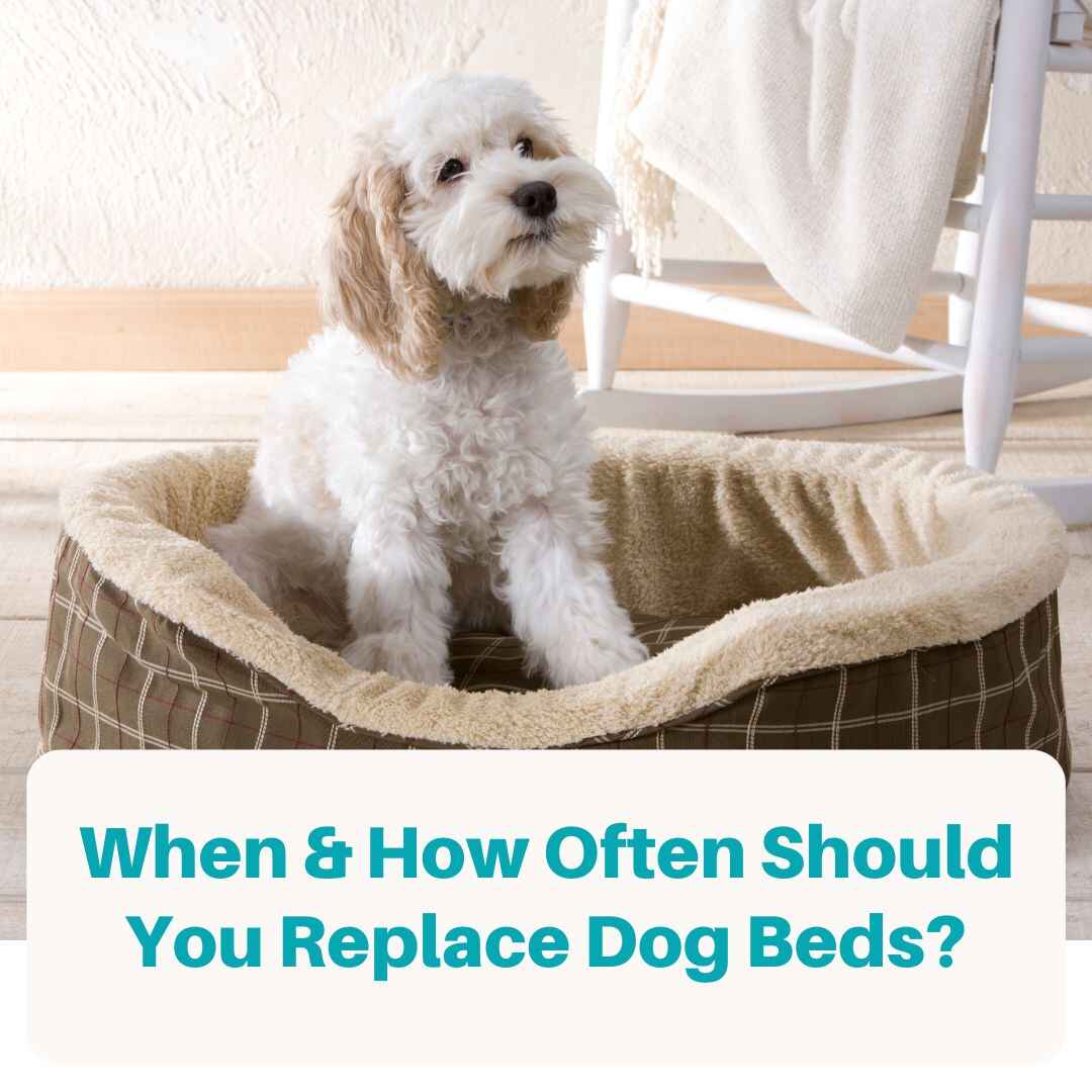 When Should You Replace a Dog Bed?