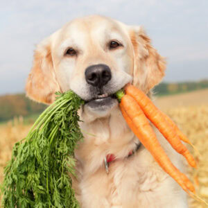 Can dogs eat vegetables